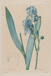 Dalmatian Iris (Iris pallida), plate 366, vol. 7 of Pierre-Joseph Redouté, Les Liliacées, Paris